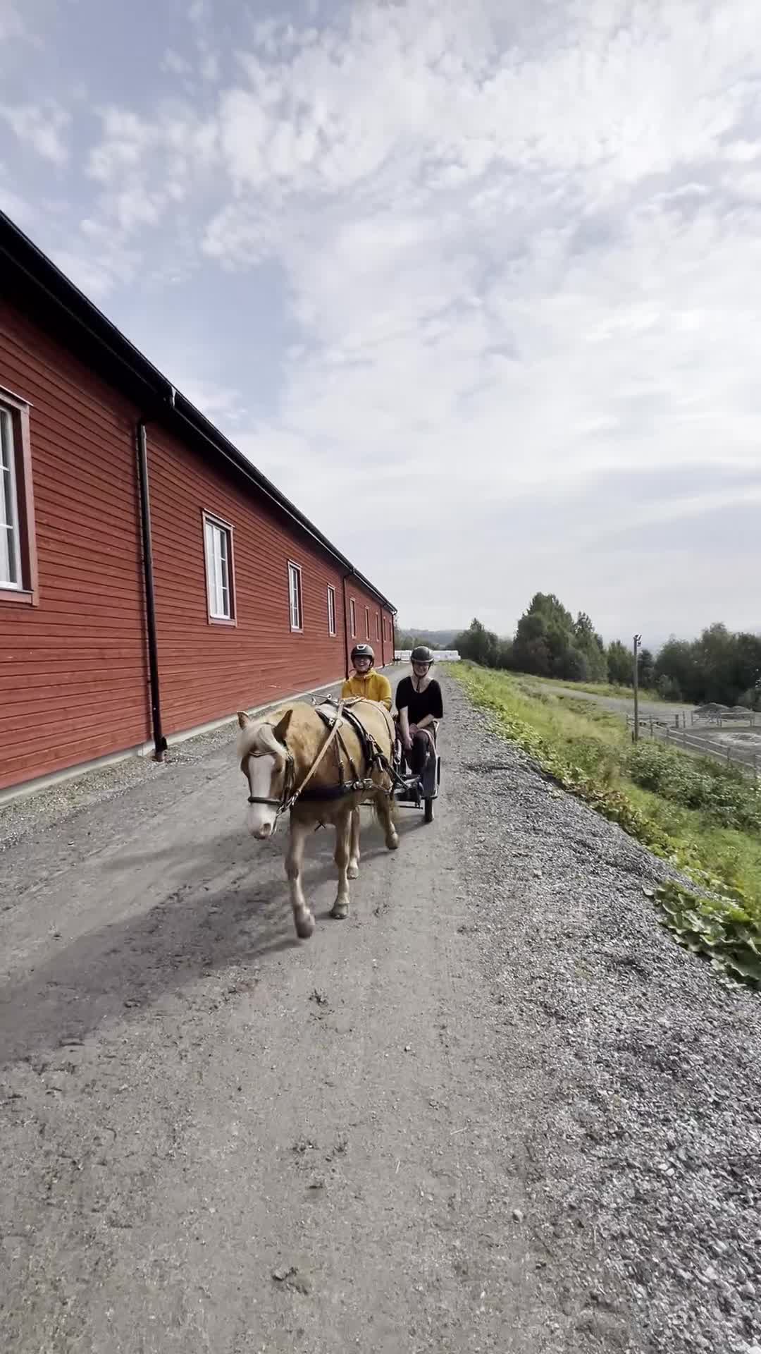 Körning hästar till salu: Bästa vän för körning och ridning - Video 3