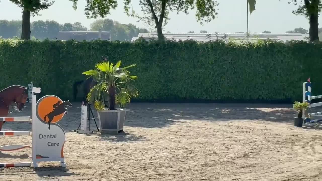 Hoppning hästar till salu: Trevlig 9 åring valack  - Video 1