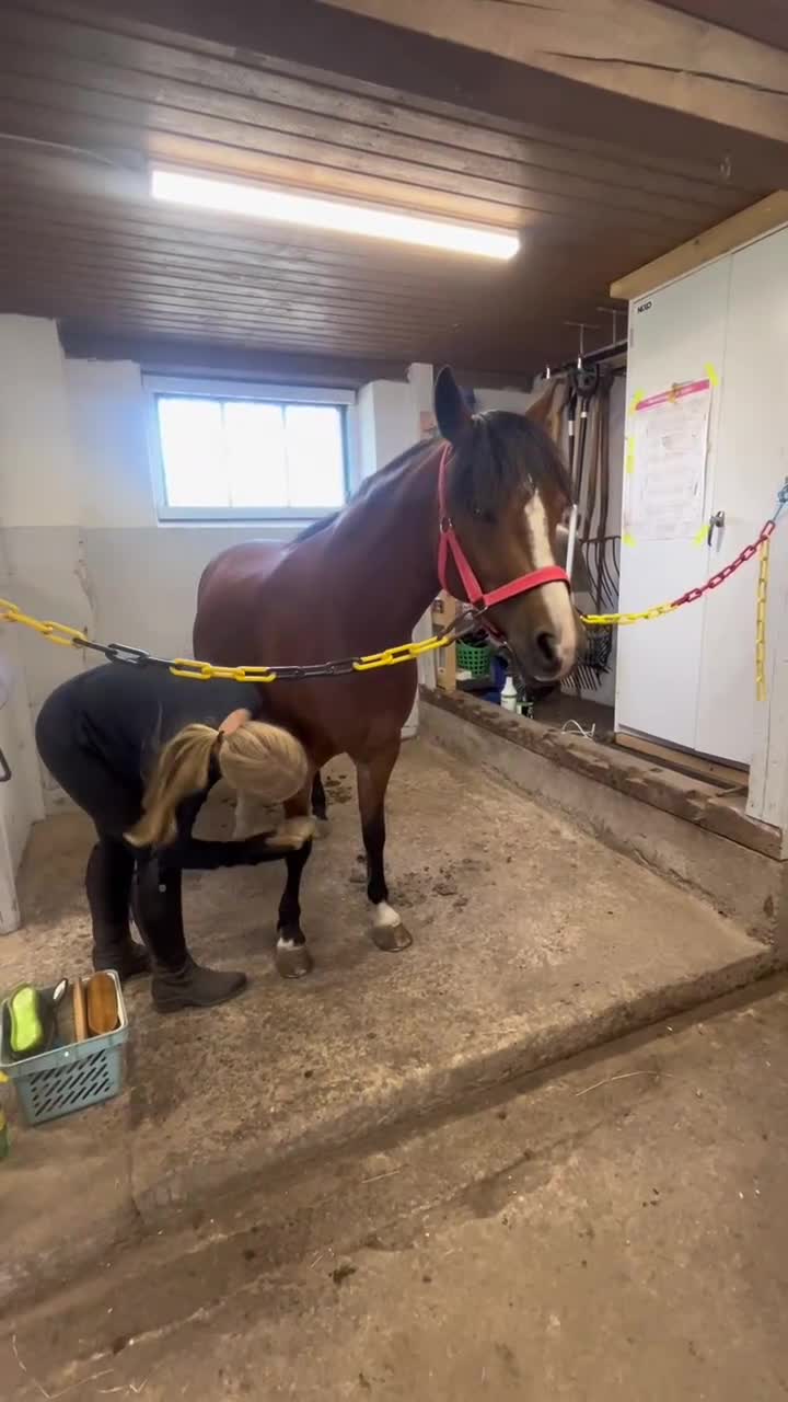 Allround hästar till salu: Maxad b-ponny sto säljes  - Video 4