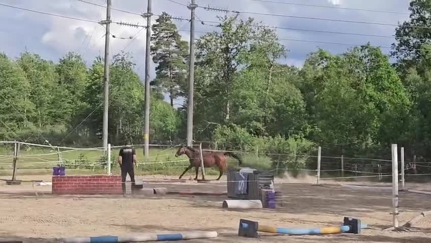 Hoppning hästar till salu: Högklassiga unghästar 1-2år - Video 2