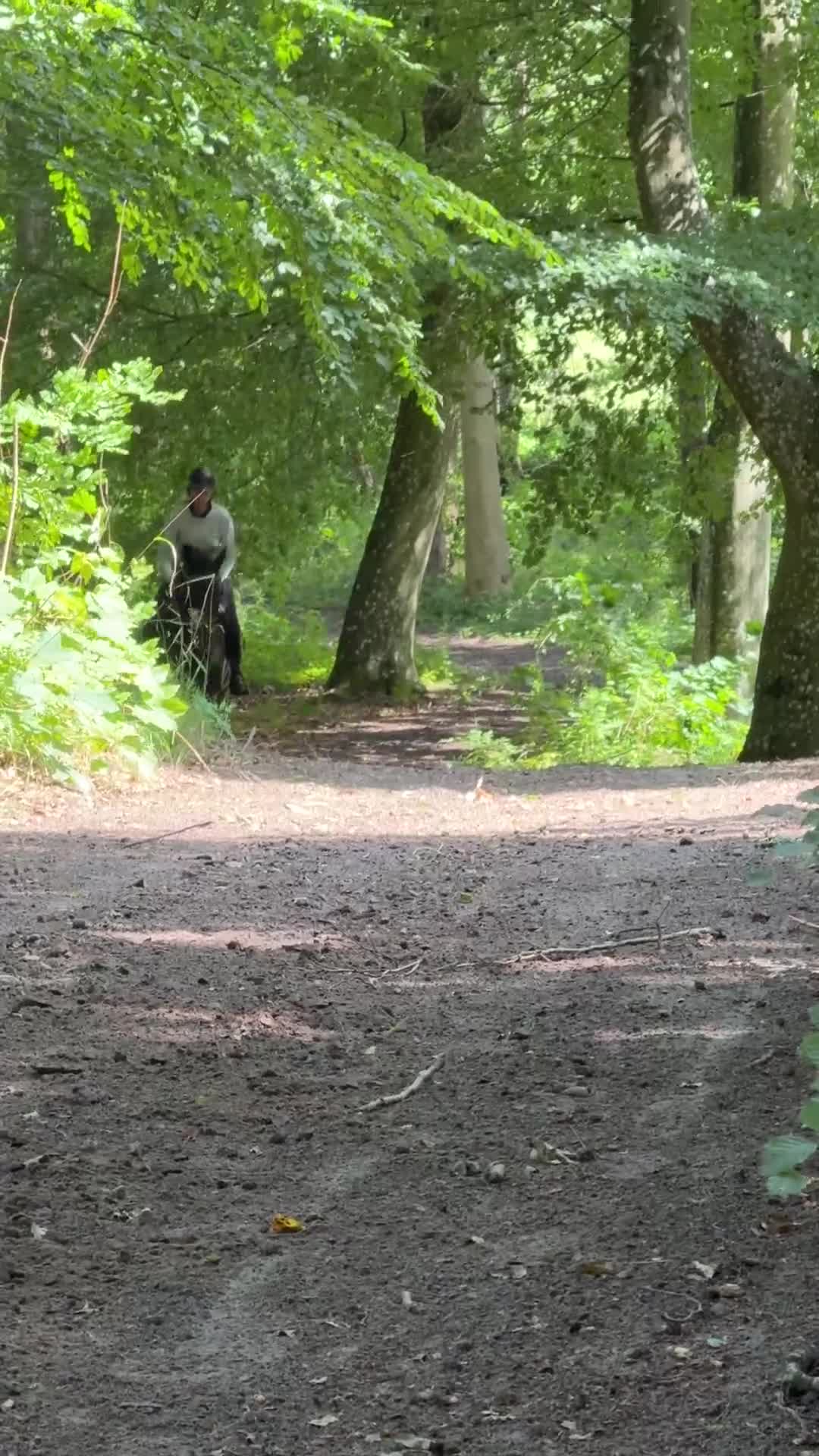 Allround hästar till salu: Riktigt vacker häst  - Video 3