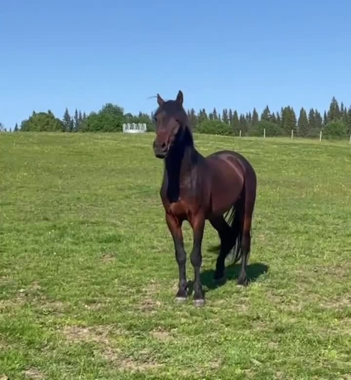 Allround hästar till salu: Nytt Pris!! Ståtlig 3-årig Kigermustangvalack i Offerdal - Video 1