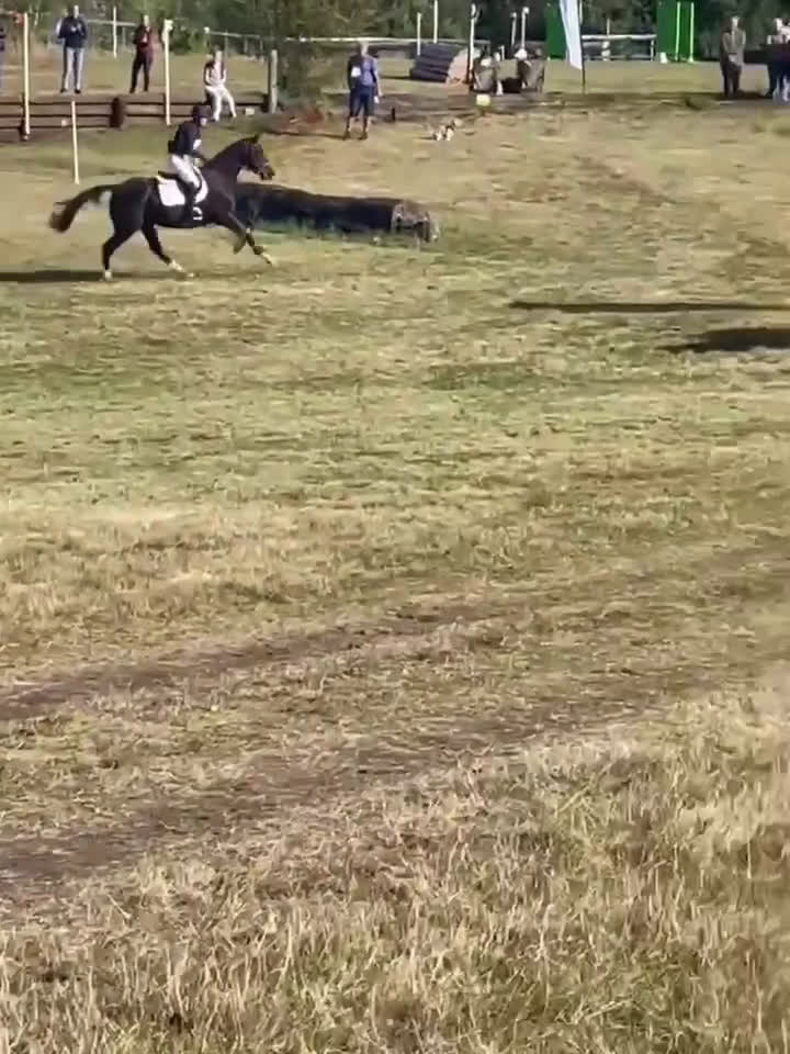 Allround hästar till salu: Härlig 5-åring  i Nässjö - Video 4