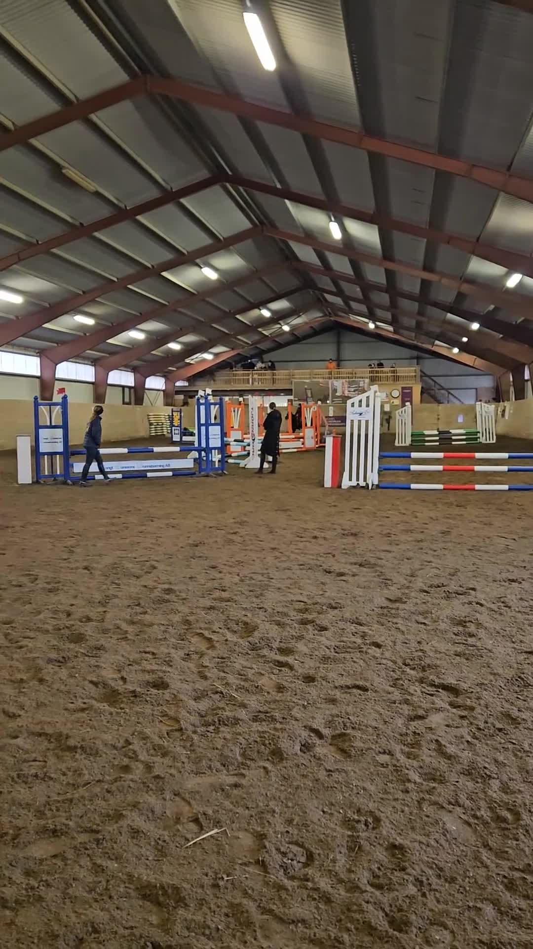 Allround hästar till salu: New Forest Sto - Video 1