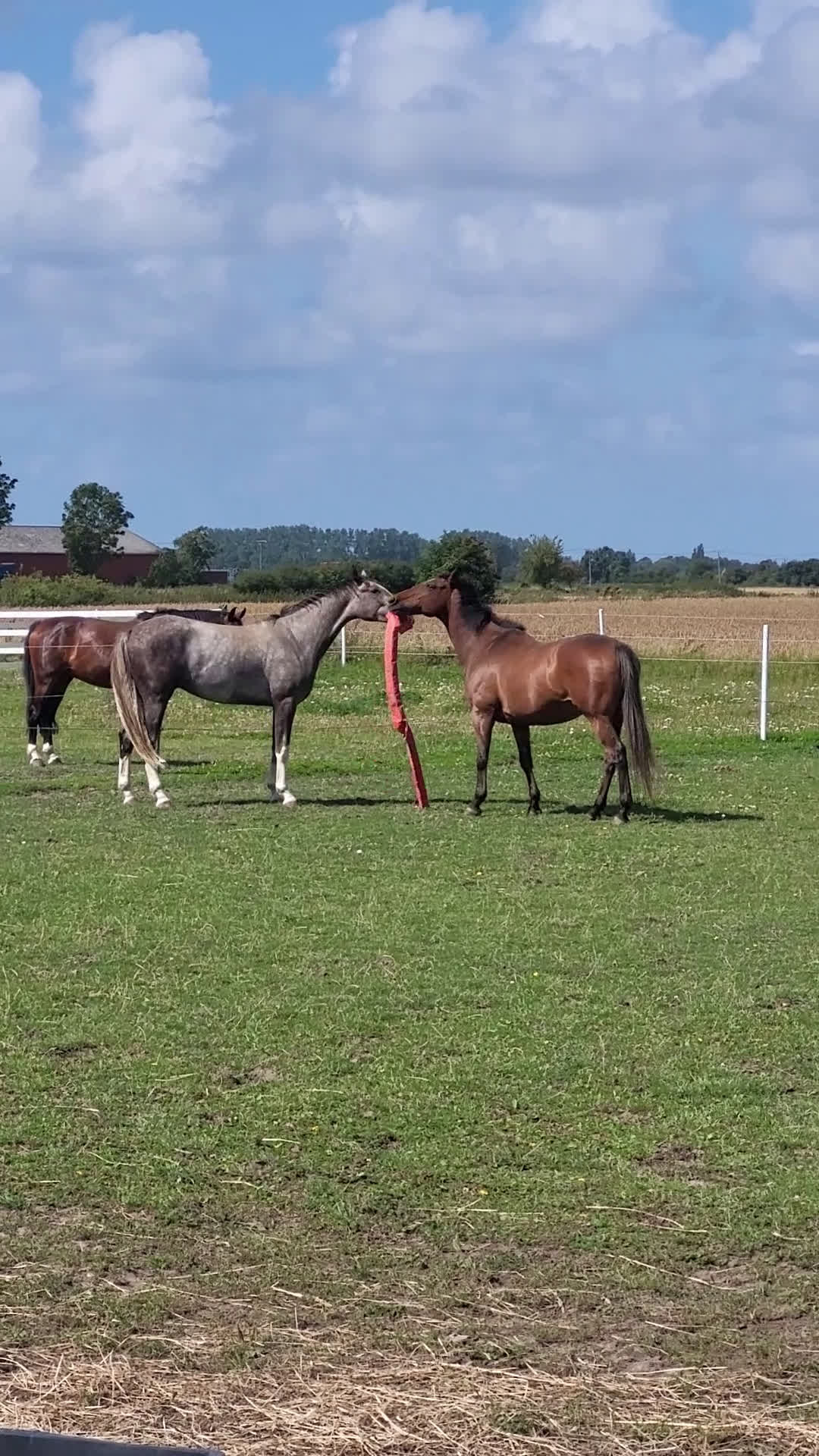 Sällskap hästar till salu: Bästa sällskapshästen - Video 3