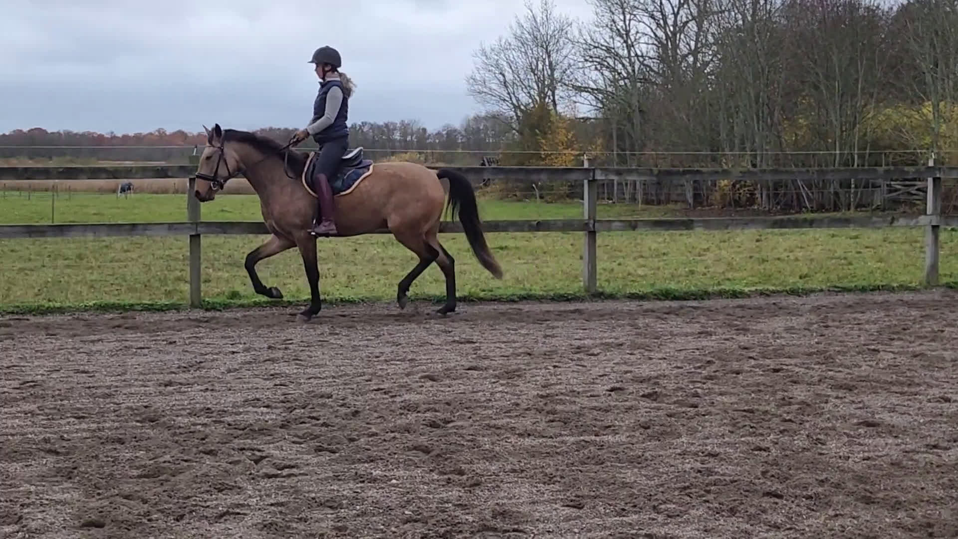 Dressyr hästar till salu: Ung Lusitano valack med stor utvecklings potential i Stallarholmen - Video 2