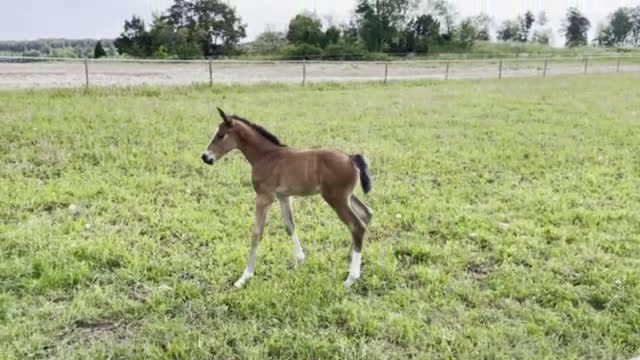 Hoppning hästar till salu: Afterbeat EM – lovande hopptalang efter Heartbeat i Enköping - Video 4