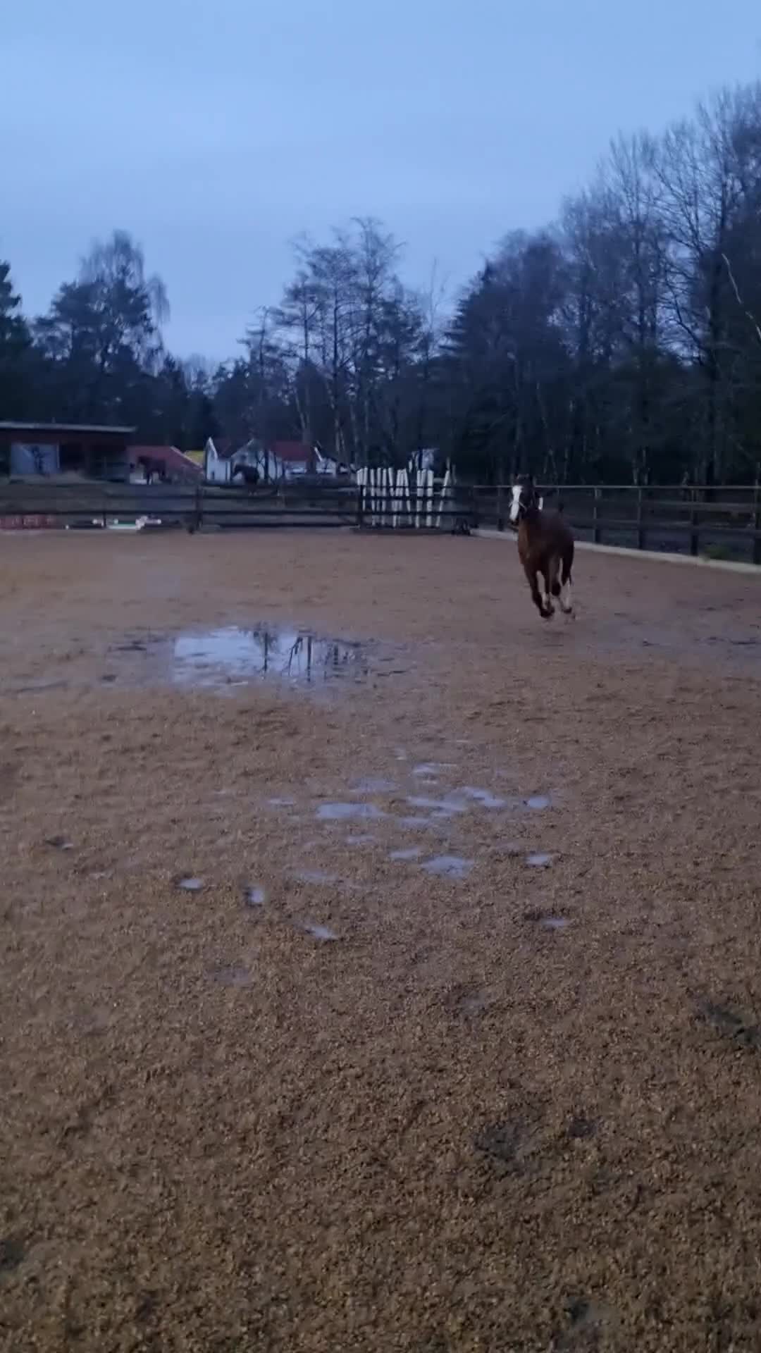 Hoppning hästar till salu: Trevlig SWB 1-åring  i Svanesund - Video 2