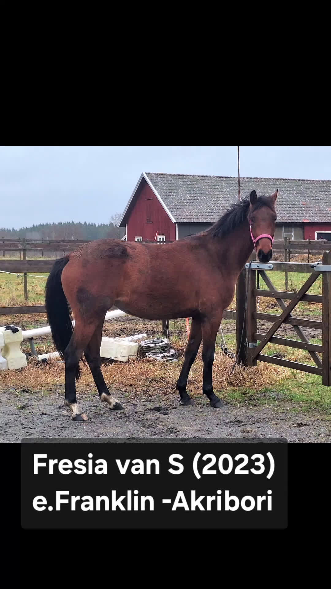 Dressyr hästar till salu: Vackert gångartssto - Video 3