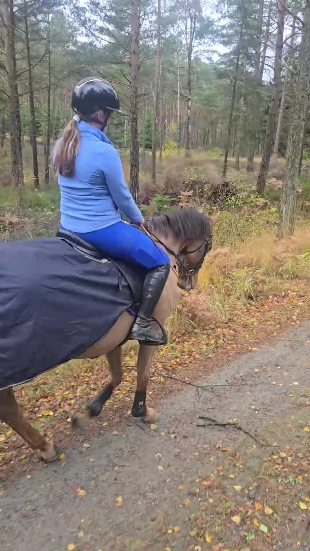 Allround hästar till salu: Trevligt rutinerat selektionsto, säljes el. Bytes - Video 5