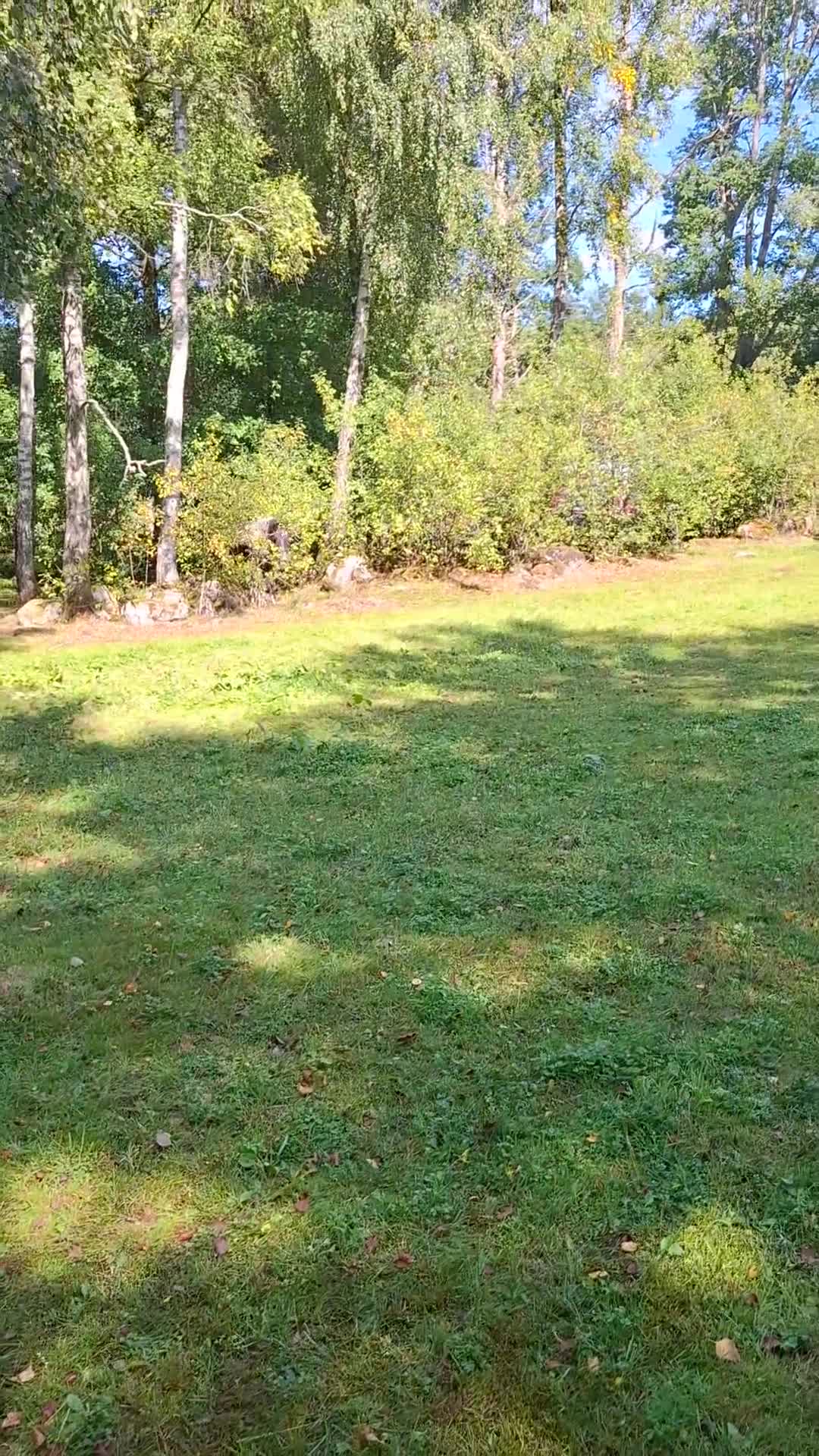Allround hästar till salu: Barockpinto sto i Munka-ljungby - Video 1