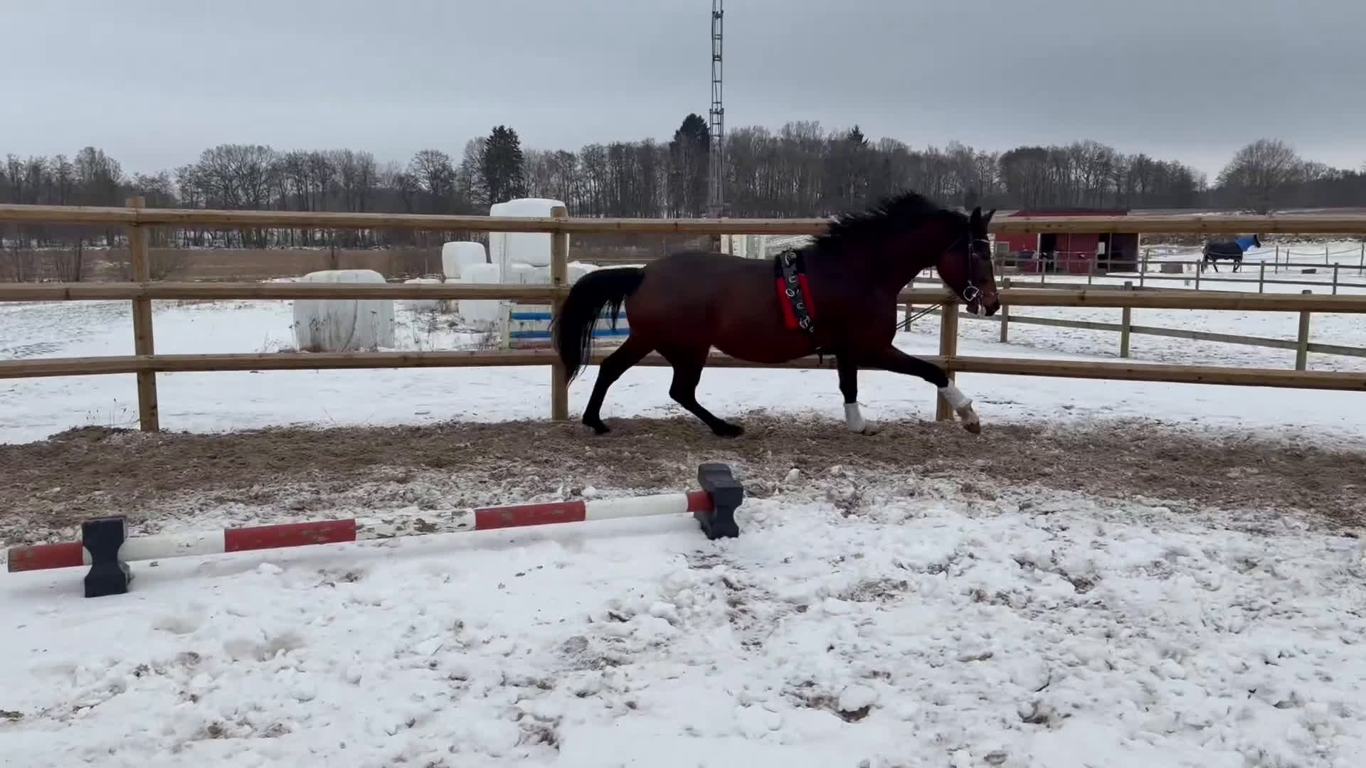 Dressyr hästar till salu: Tillfälle! Elegant sto - Video 3