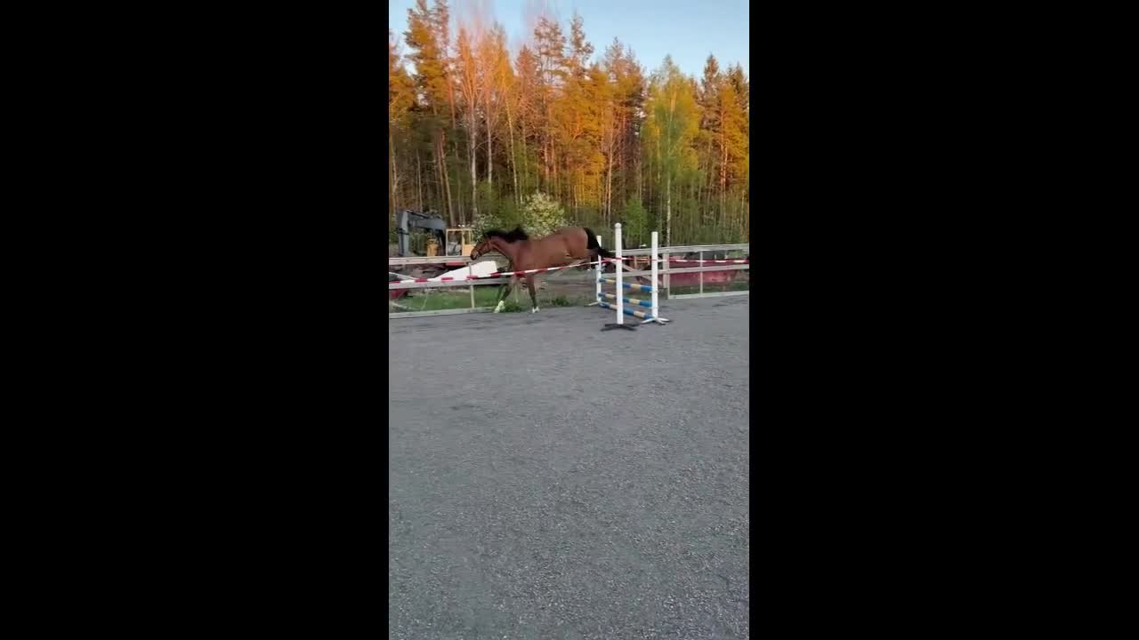 Dressyr hästar till salu: Dressyrvalack (Fälttävlansämne) e. Blue Hors Storm - Video 2