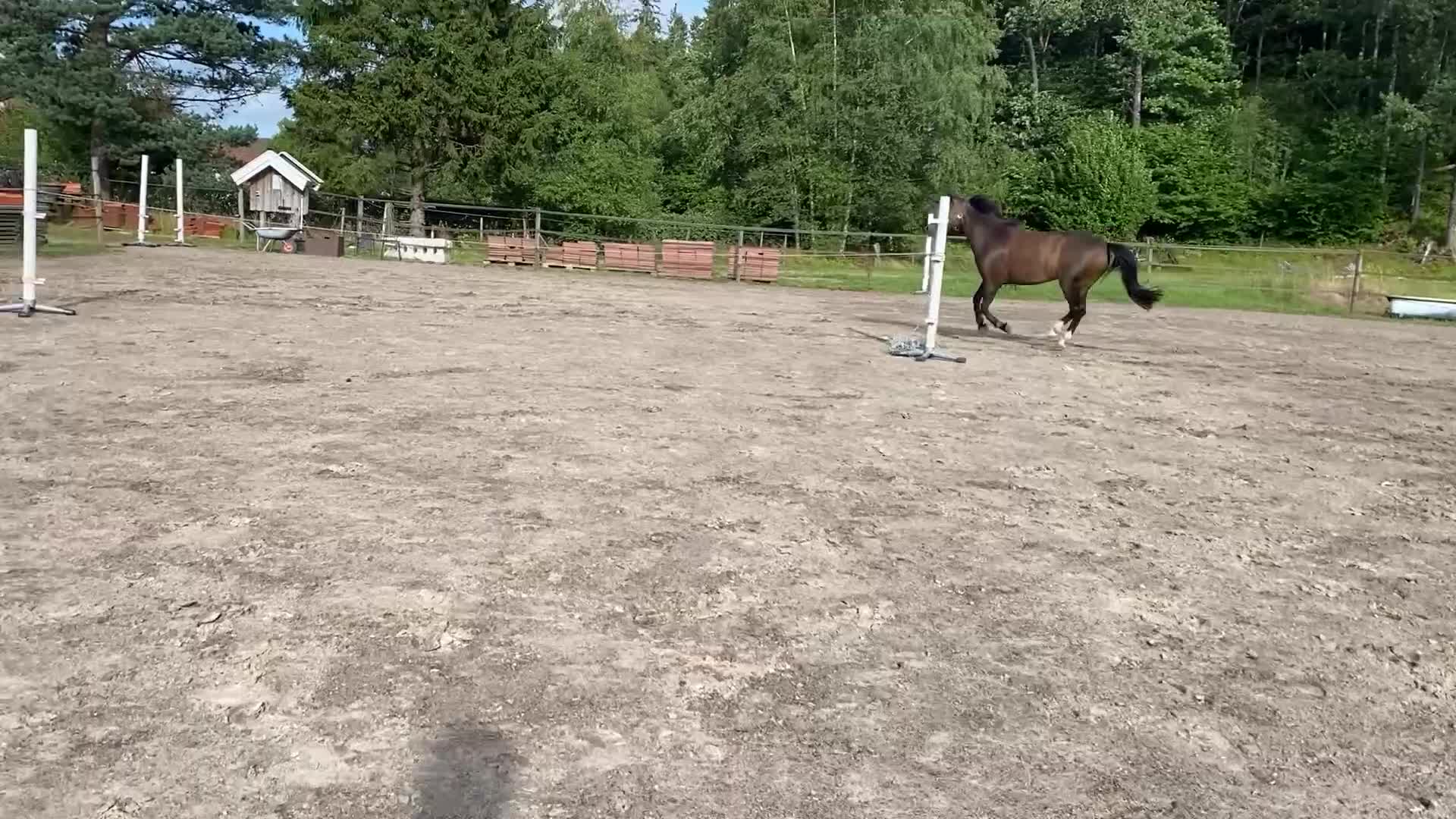 Allround hästar till salu: Härlig allround ponny - Video 5