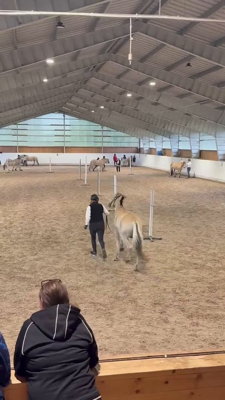 Allround hästar till salu: Underbar 3 års valack  i Finspång - Video 1