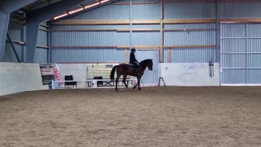 Övrigt hästar till salu: *Tingad* Trevlig allroundhäst - Video 1