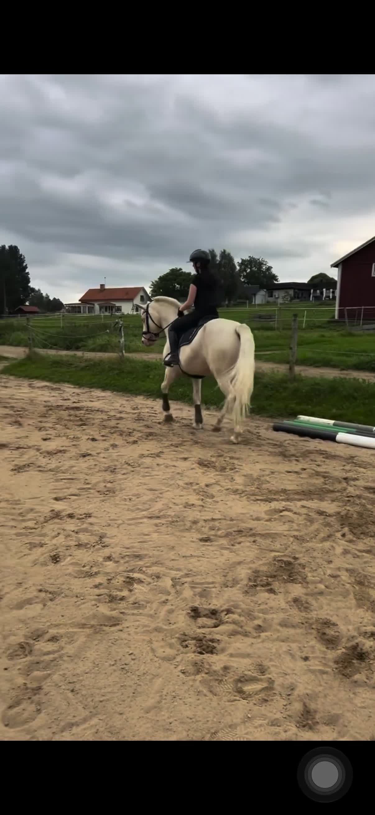 Allround hästar till salu: Fantastisk maxad D-ponny! - Video 5