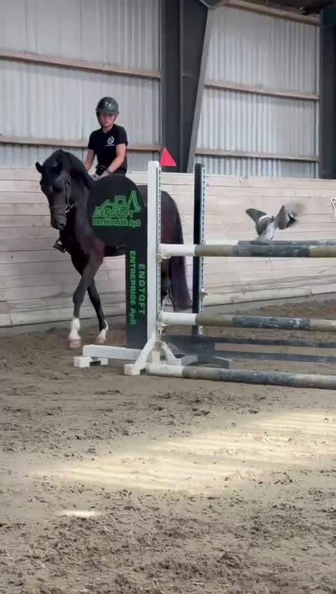 Allround hästar till salu: Take a chance on me!!!!  - Video 1