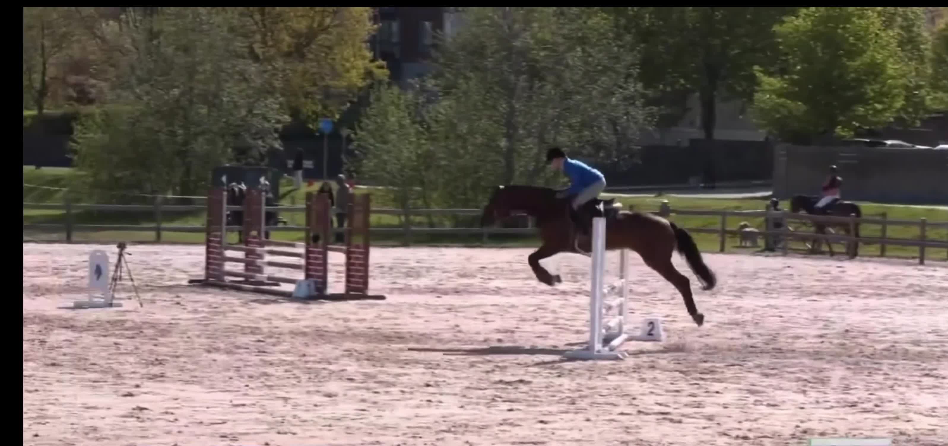 Allround hästar till salu: ⭐️VACKERTS STO MED MYCKET KVALITET⭐️ - Video 1