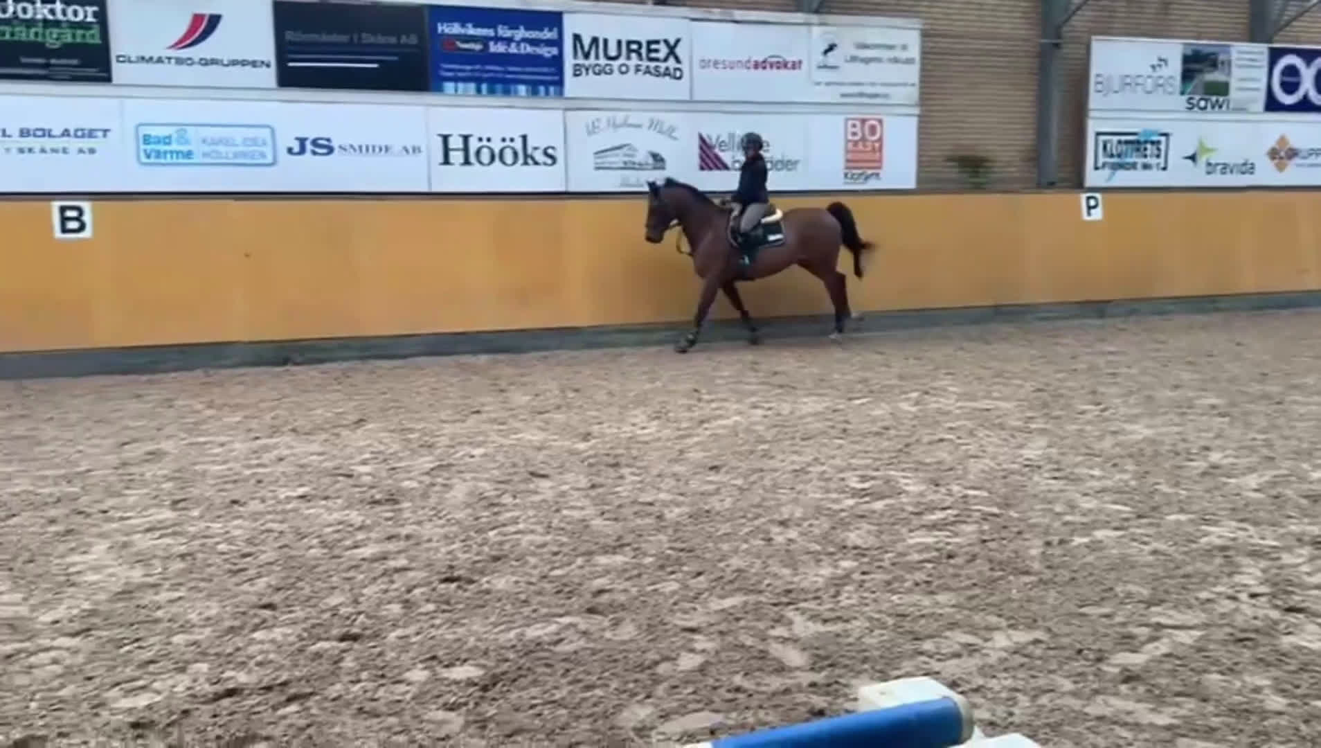 Allround hästar till salu: Världens bästa vän i Vellinge - Video 3