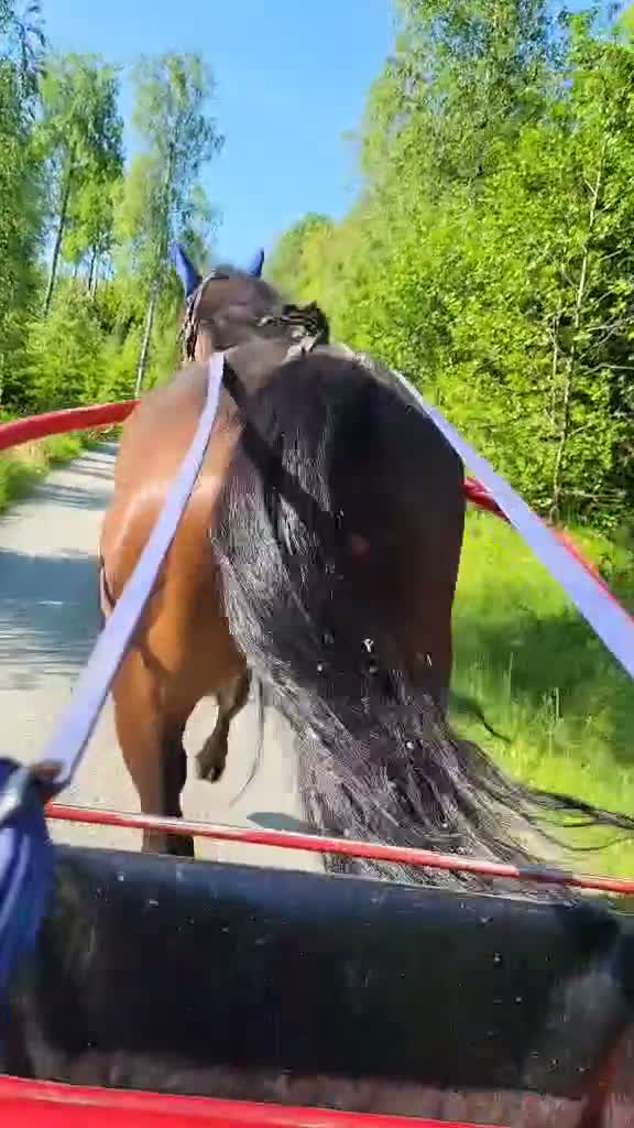 Trav hästar till salu: ⭐️Starthäst⭐️ - Video 1