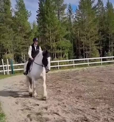 Allround hästar till salu: Mio söker nytt hem i Svenstavik - Video 1