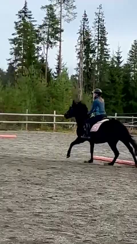 Allround hästar till salu: 🌟Vacker d-ponny🌟 - Video 5