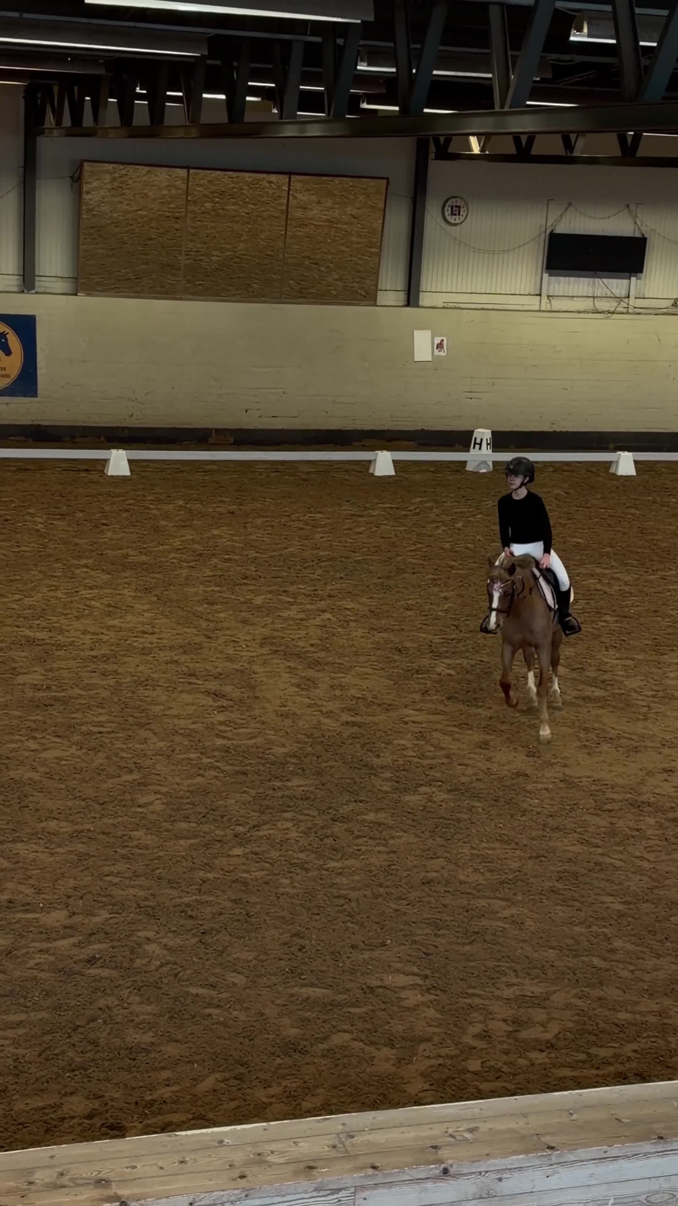 Hoppning hästar till salu: En bästa vän - svenskfödd Welsh ponny  - Video 2