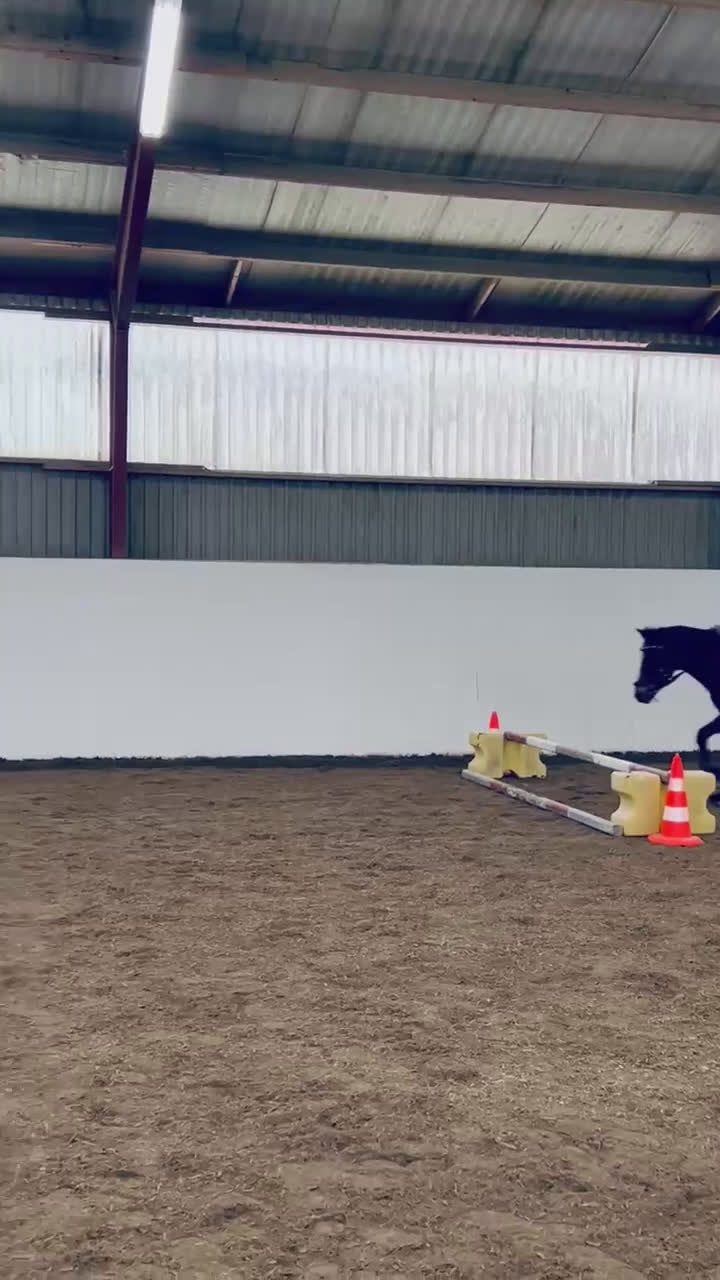 Allround hästar till salu: Fantastisk B-ponny  i Malmö - Video 3