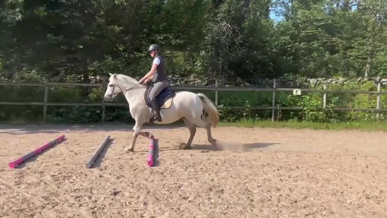 Allround hästar till salu: Fin ponny med hopptalang  - Video 3