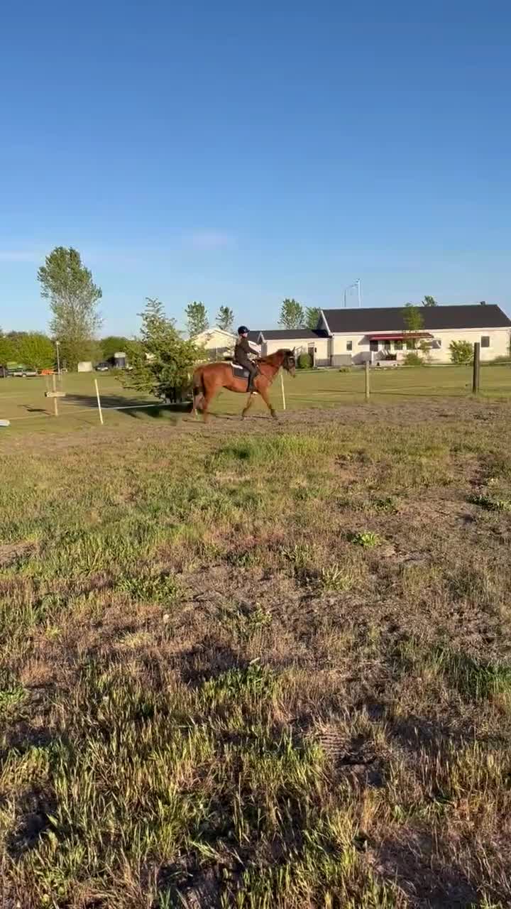 Allround hästar till salu: Intressekoll - Video 1