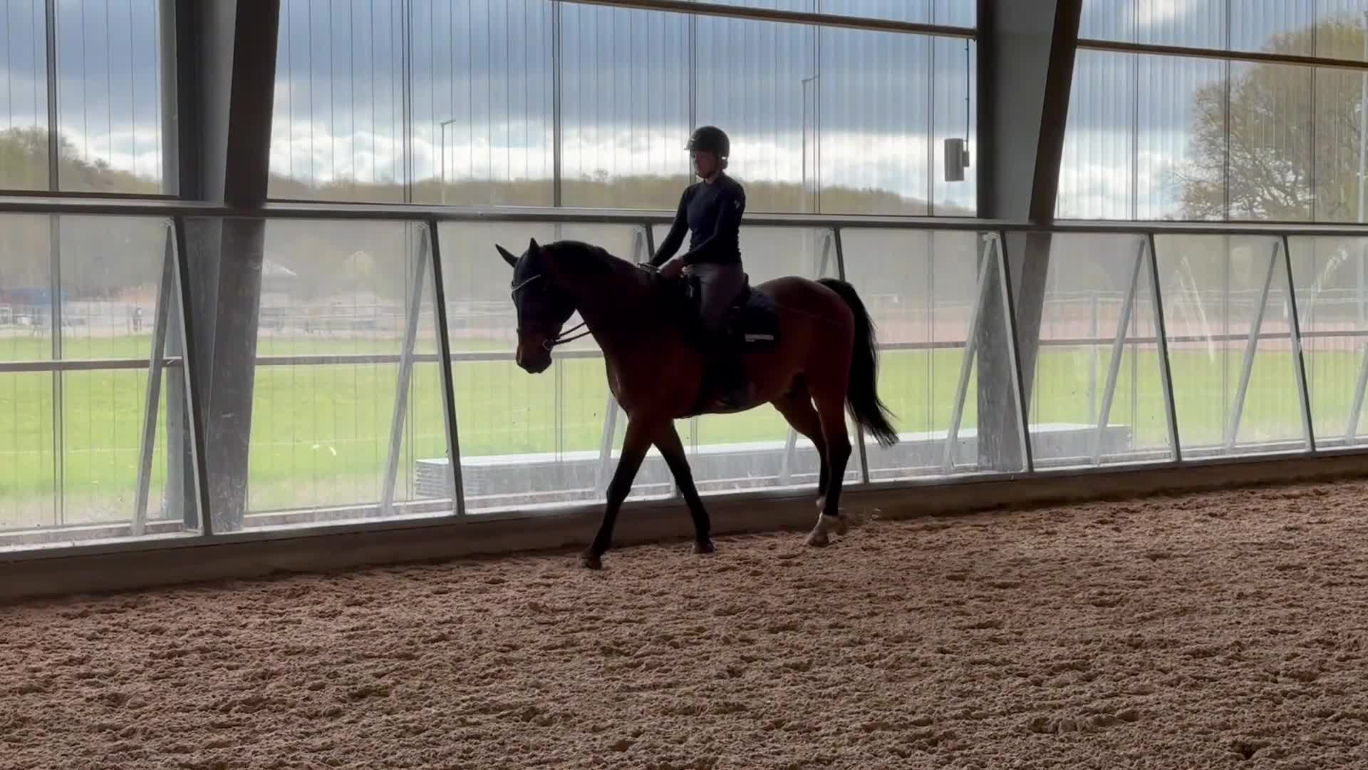 Allround hästar till salu: Lyxig hobbyhäst med stor personlighet  - Video 2