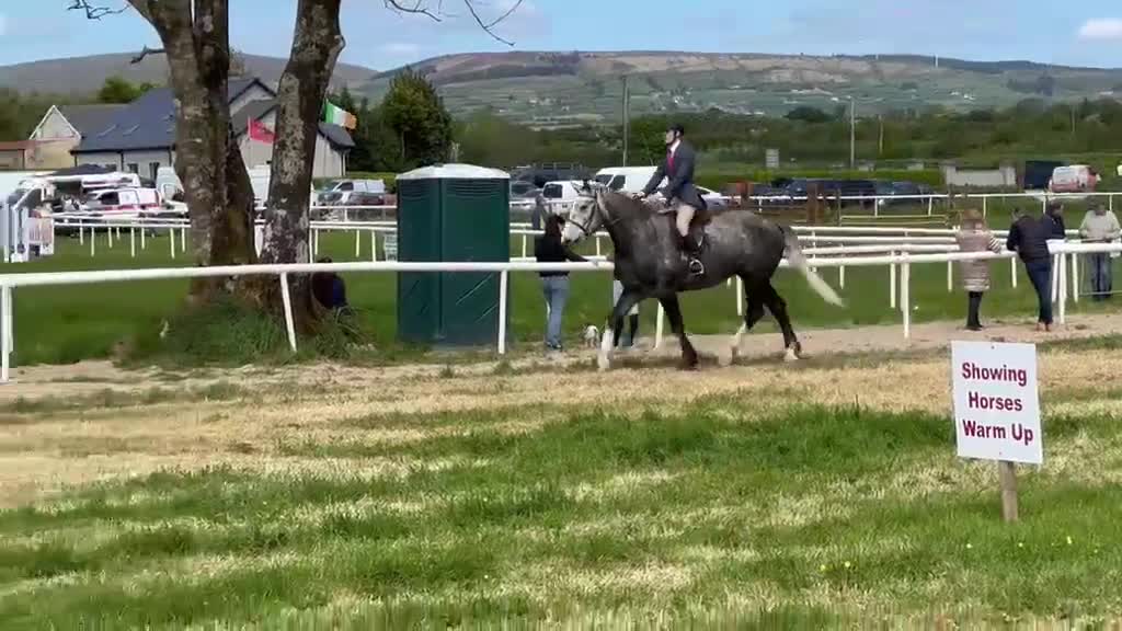 Allround hästar till salu: Irish Draught gelding 168cm - Video 1