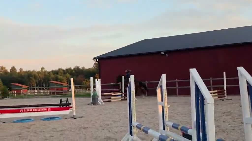 Allround hästar till salu: Snyggt sportigt sto till rutinerad ryttare - Video 2