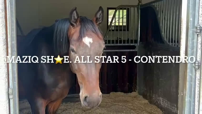 Hoppning hästar till salu: 🌟 All Star 5 x meriterande mor - lovande unghäst - Video 1