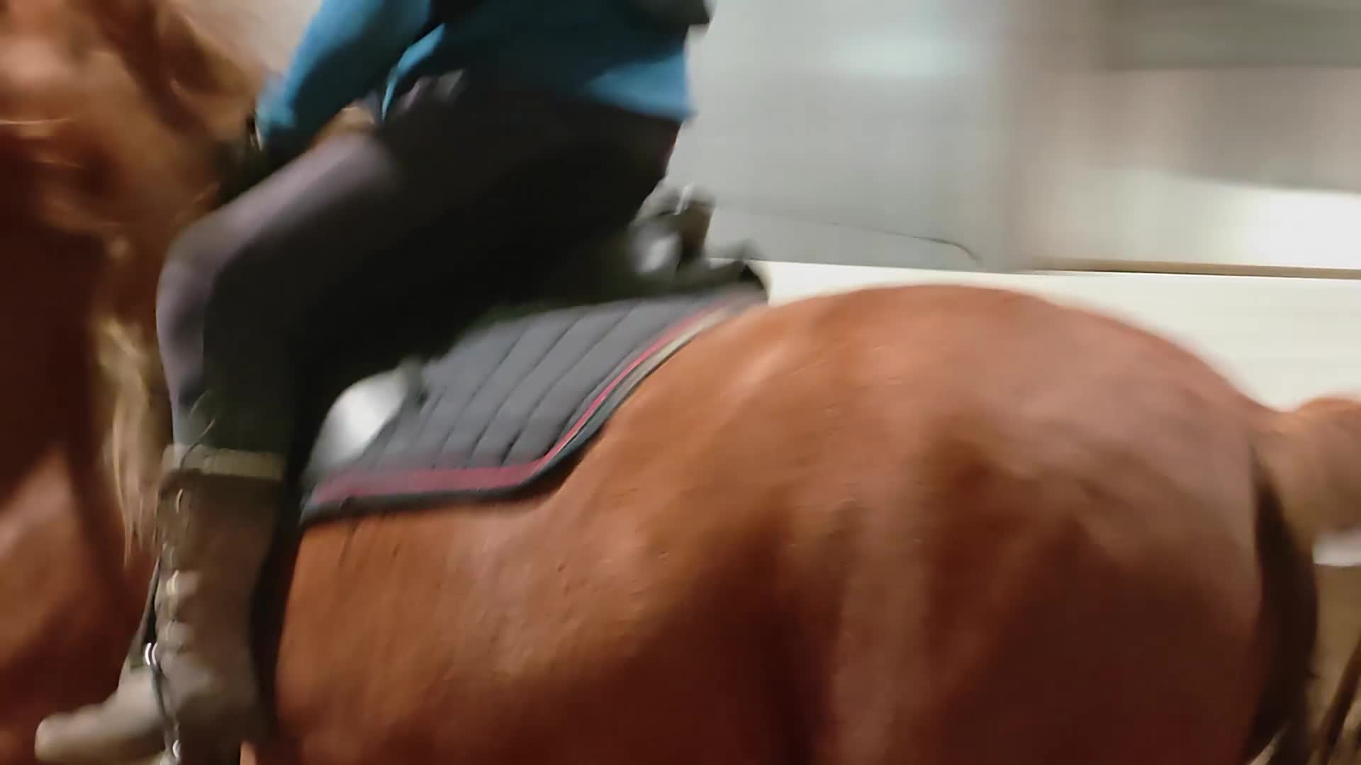 Allround hästar till salu: Stor viktbärande fux sto - Video 4