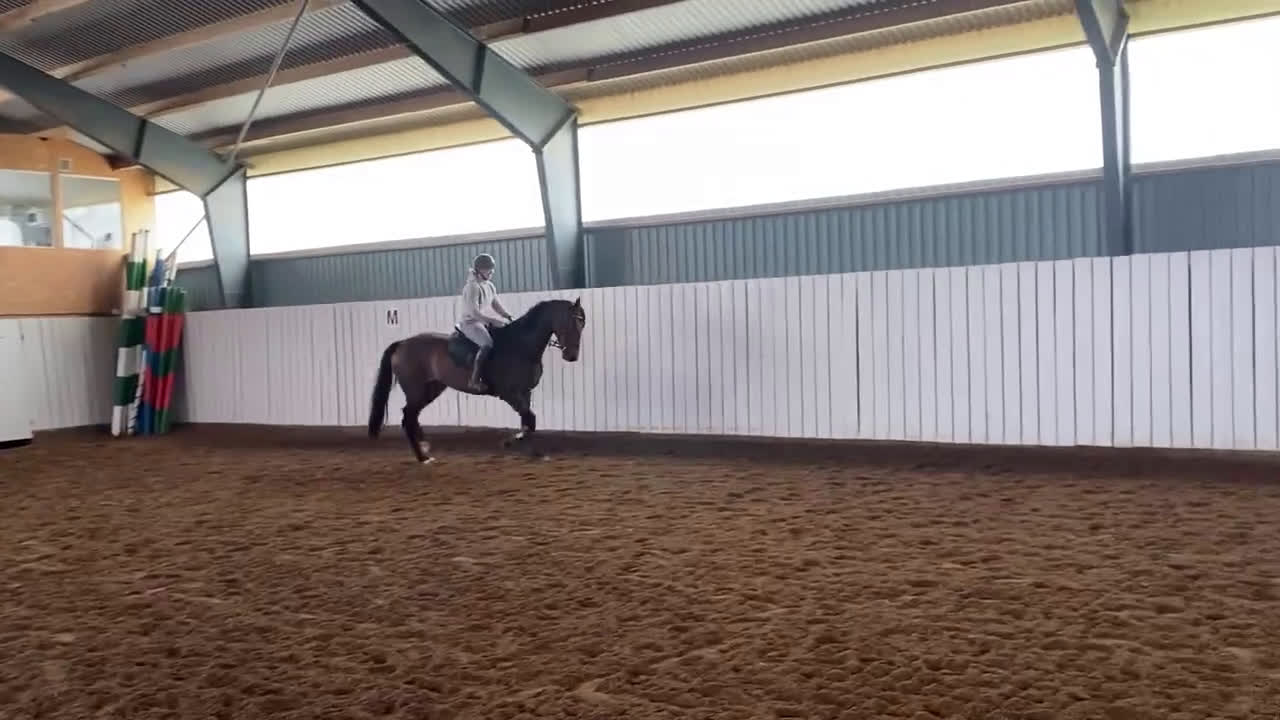 Dressyr hästar till salu: Fin sporthäst. i Lövestad - Video 3