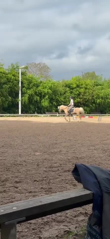 Allround hästar till salu: Smukkeste pony  - Video 1