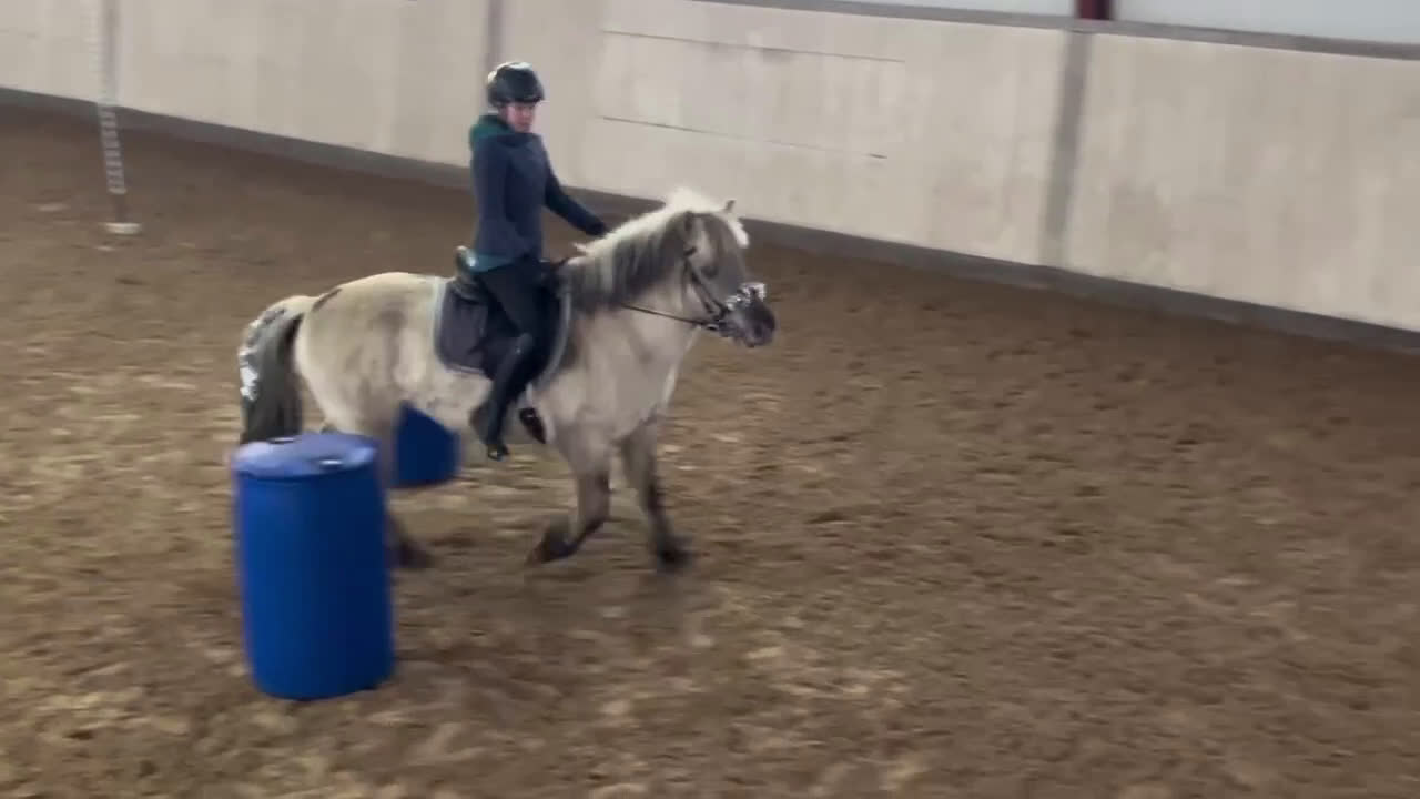 Allround hästar till salu: Viktbärande D-ponny - Video 3