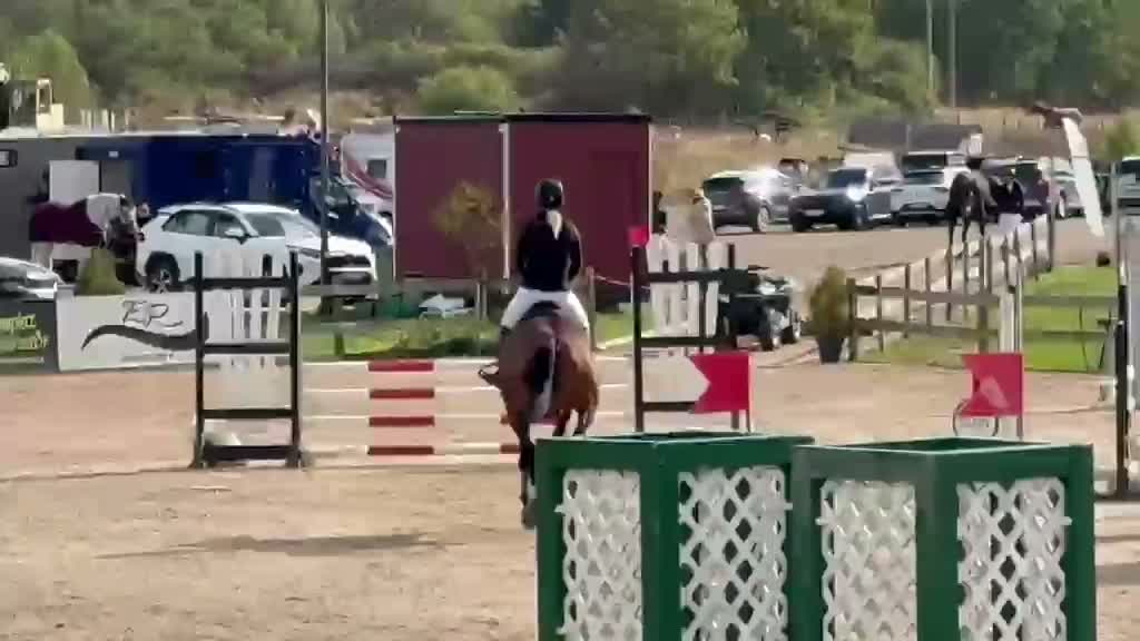 Hoppning hästar till salu: 7-årigt SWB sto - Video 2