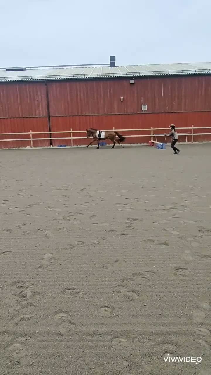 Allround hästar till salu: Rolig kompis  - Video 3