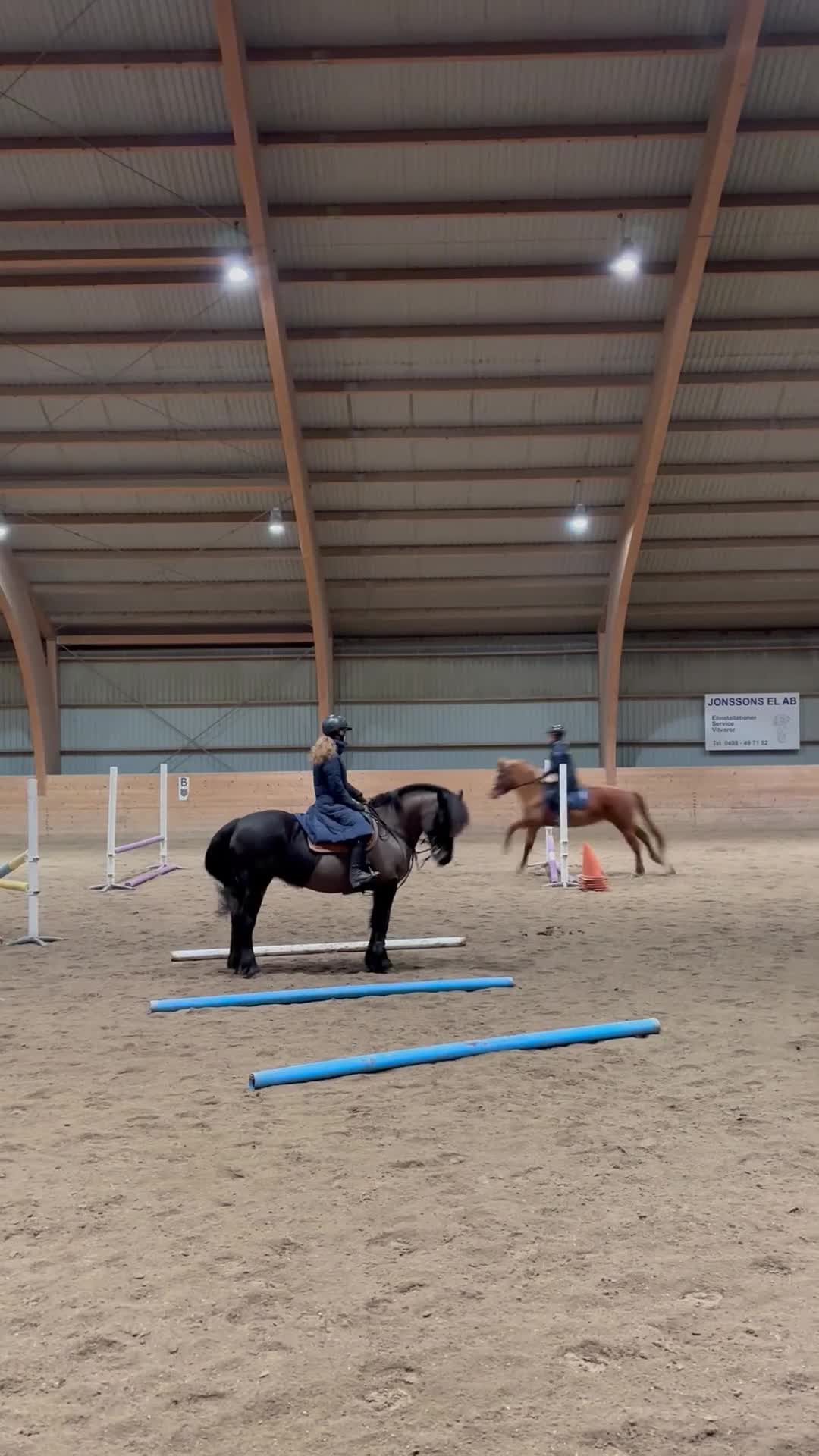 Allround hästar till salu: Supersnäll d-ponny i Havdhem - Video 1