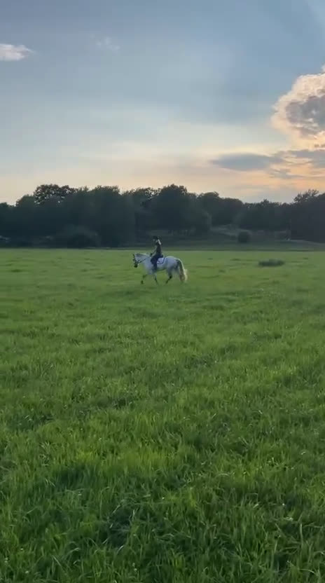 Allround hästar till salu: Fin Läromästare🌟 i Ronneby - Video 2