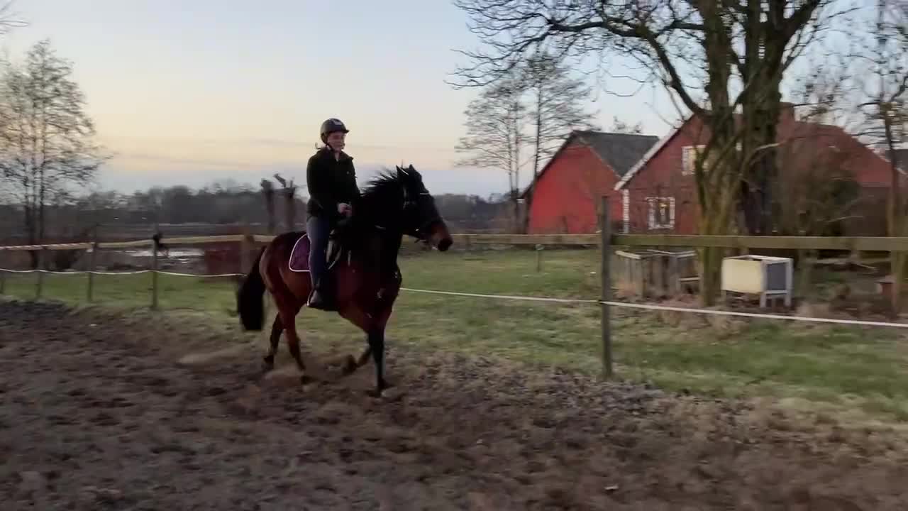 Allround hästar till salu: Sto med potential i Varberg - Video 1