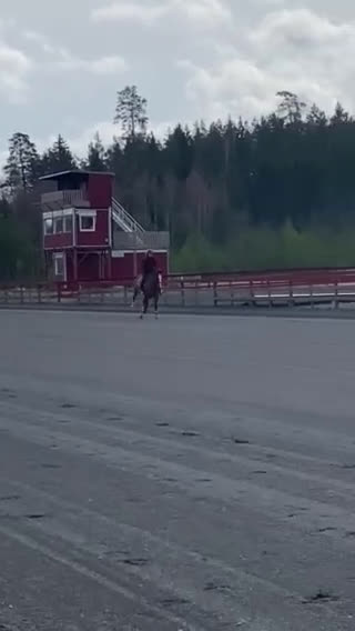 Allround hästar till salu: Wiwa - supermysigt sto - Video 3