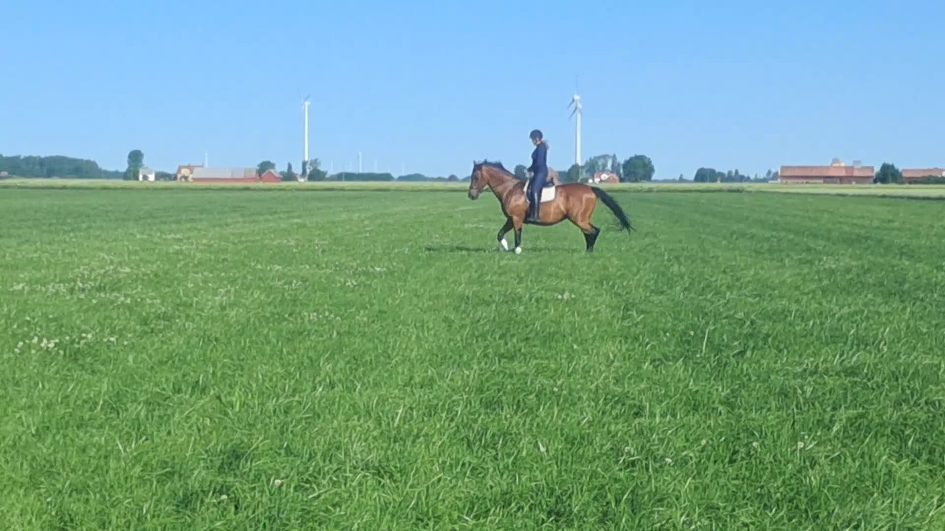 Dressyr hästar till salu: Fin valack, läromästare i dressyr i Kvänum - Video 2