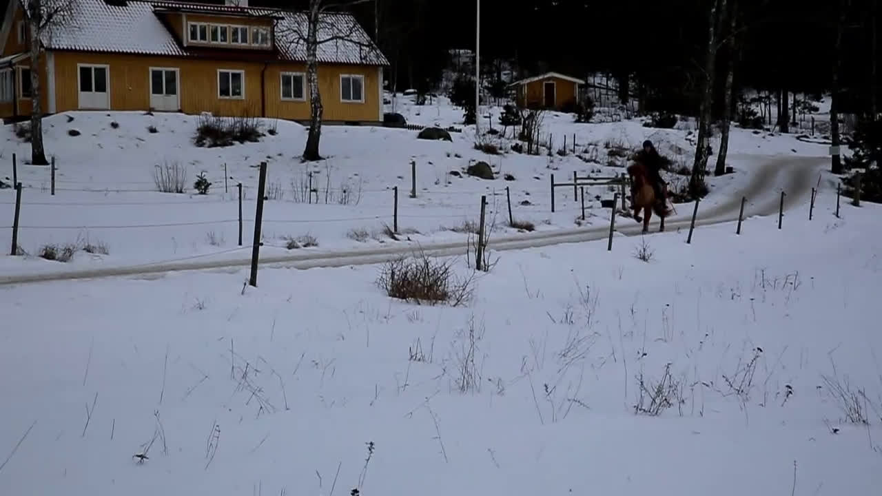 Island hästar till salu: Uttrycksfullt femgångssto! - Video 4