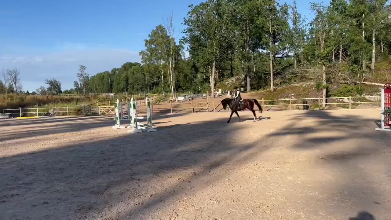 Hoppning hästar till salu: SWB sto f. 2019 - förmånligt pris vid smidig affär - Video 1