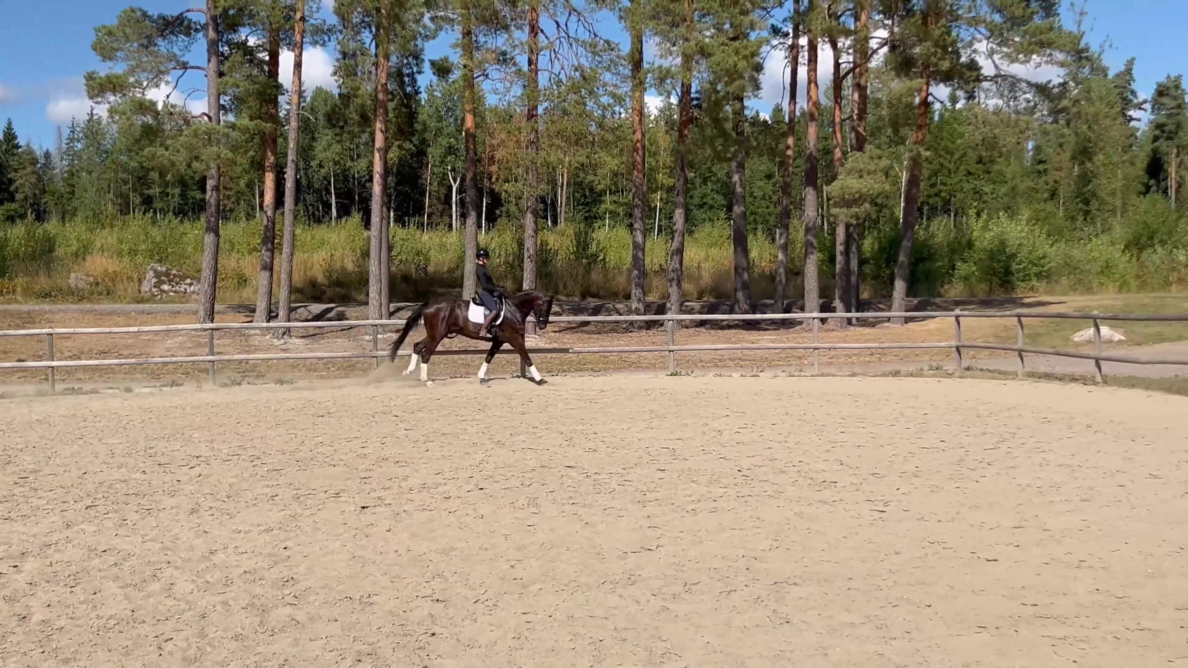 Dressyr hästar till salu: 5årig valack med mycket potential!  - Video 1