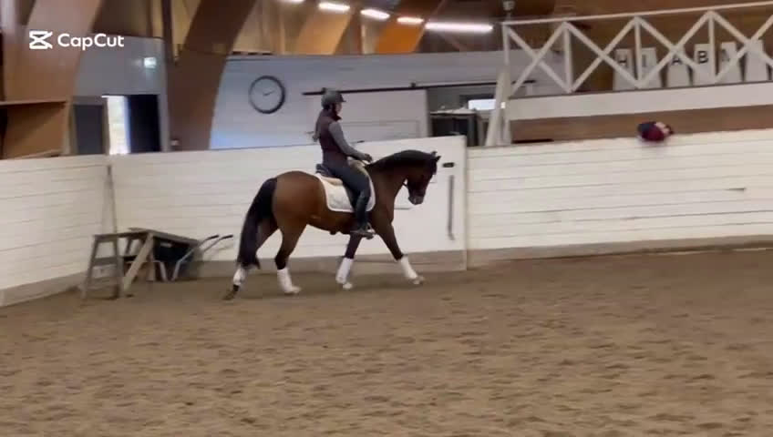 Dressyr hästar till salu: FEI-ponny med power under hovarna i Nacka - Video 1